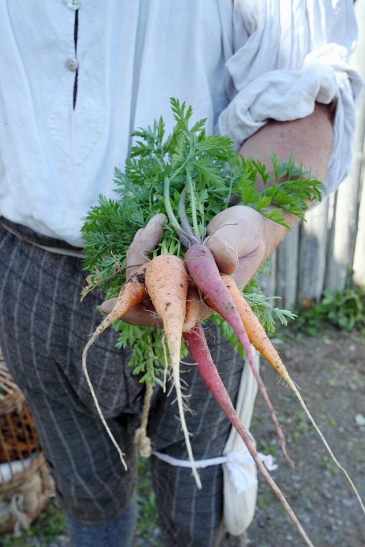 Mann hält frisch geerntete Heirloom Karotten