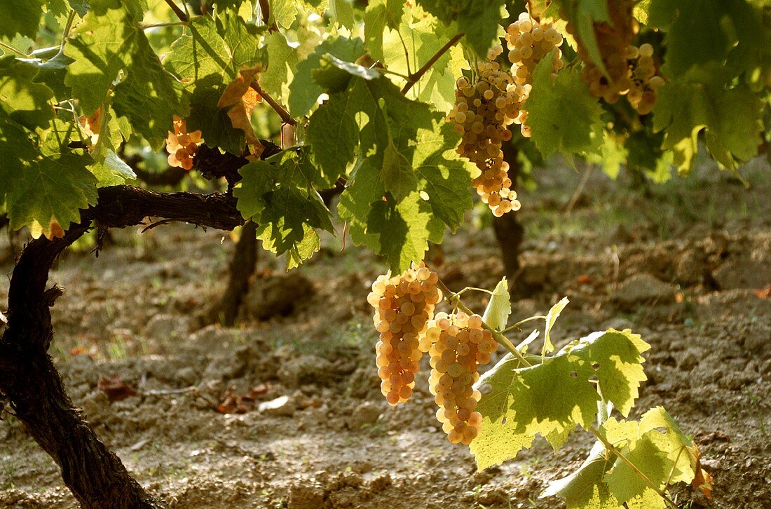 Semillon-Trauben liefern fruchtige trockene Weißweine