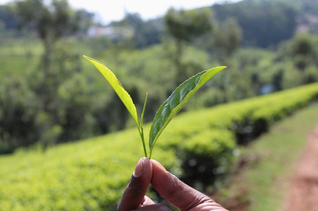 A hand holding tea leaves on a tea plantation