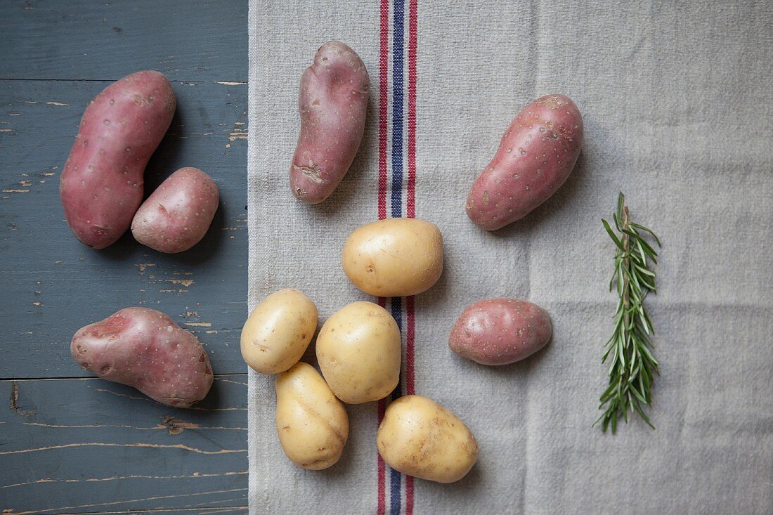 Various types of potatoes with rosemary on a tea towel (seen from above)