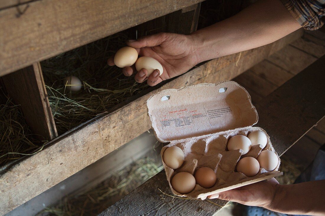 A man collecting eggs from a chicken coop