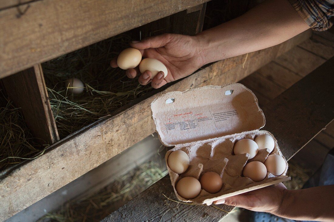 Mann sammelt Eier im Hühnerstall