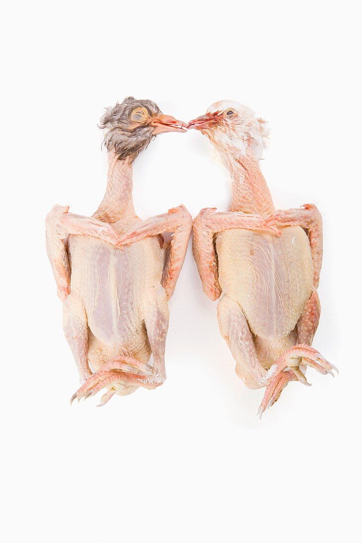 Two fresh chickens kissing on a white surface