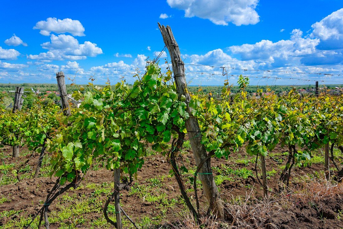 Welschriesling vines in Abasár, Hungary