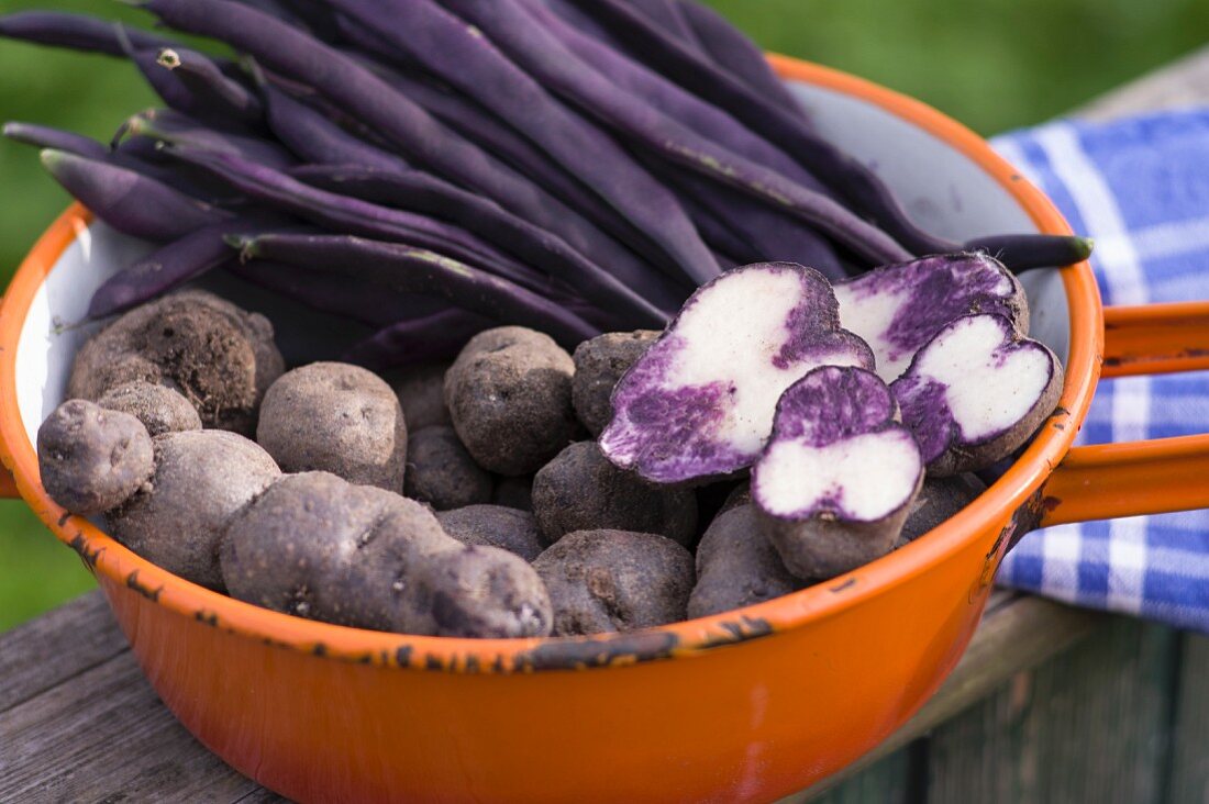 An enamel sieve filled with purple potatoes and purple beans