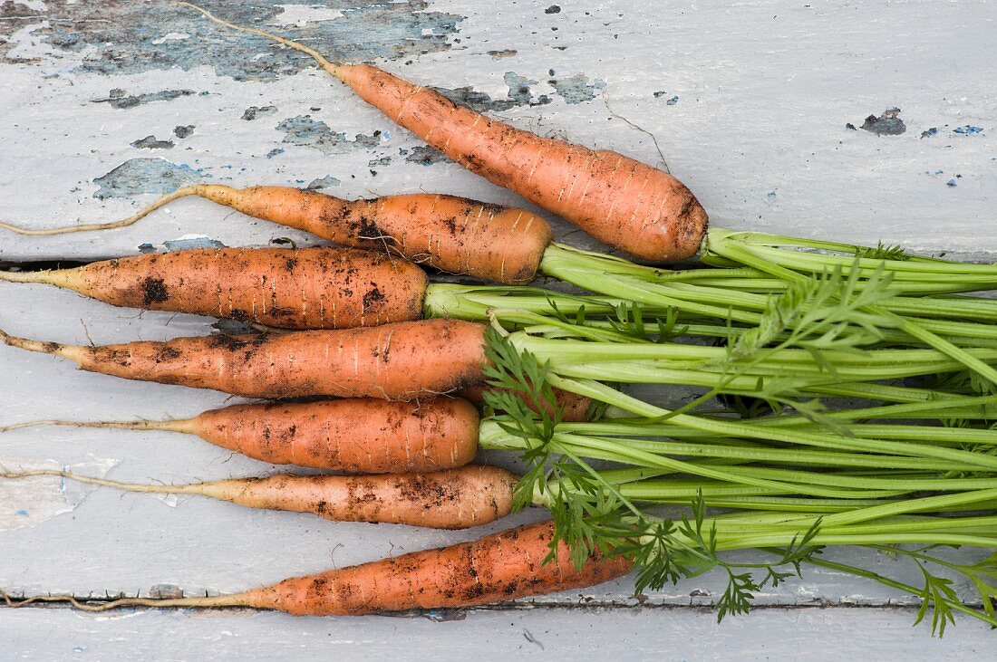 Freshly harvested carrots covered with soil
