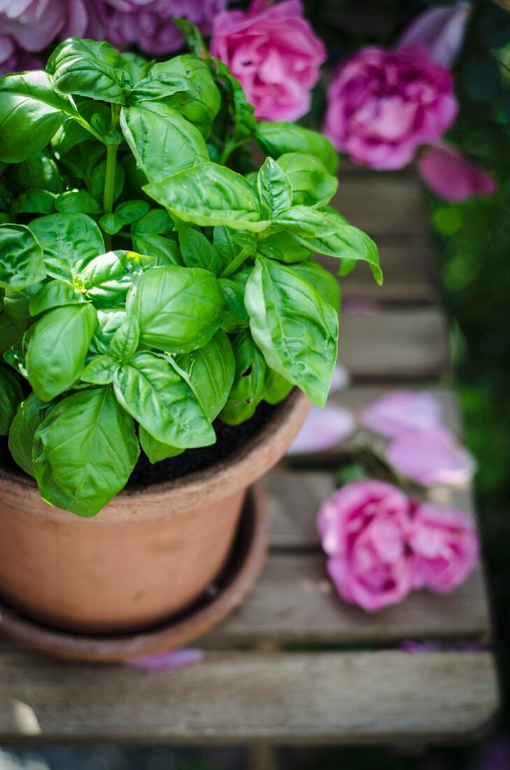 A basil plant and roses