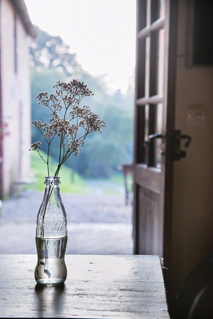 Blumen in einer Colaflasche auf Holztisch