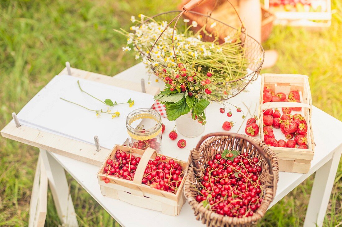 Kamillenblüten, Erdbeeren & rote Johannisbeeren auf Tisch im Freien