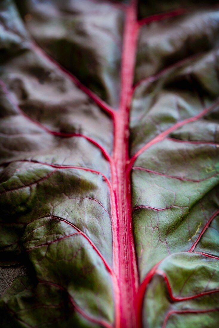 Red-stemmed chard leaf (leaf-vein)