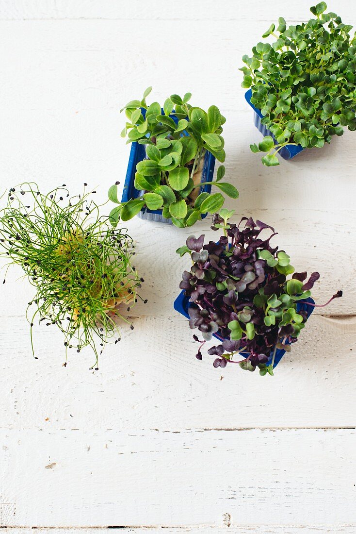 Various fresh sprouting herbs