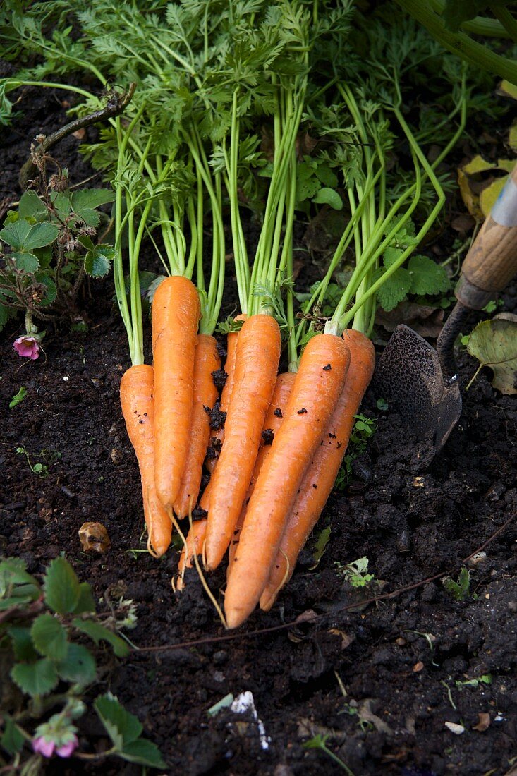 Organic carrots in a garden