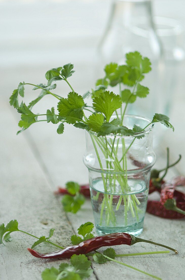 Fresh coriander in a glass of water next to chilli peppers