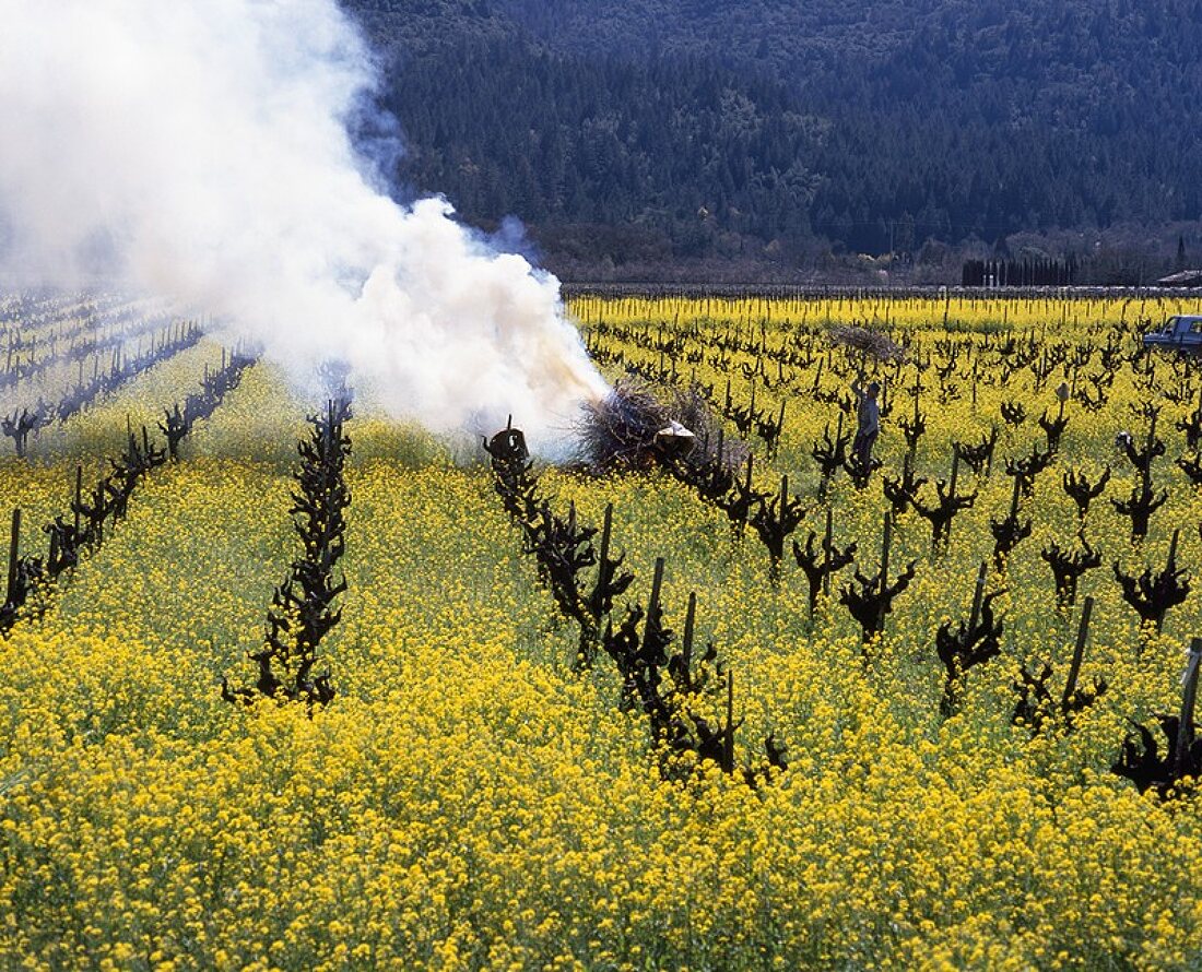 Weinreblaub-Verbrennung im Frühling,Silverado,Napa Valley,USA
