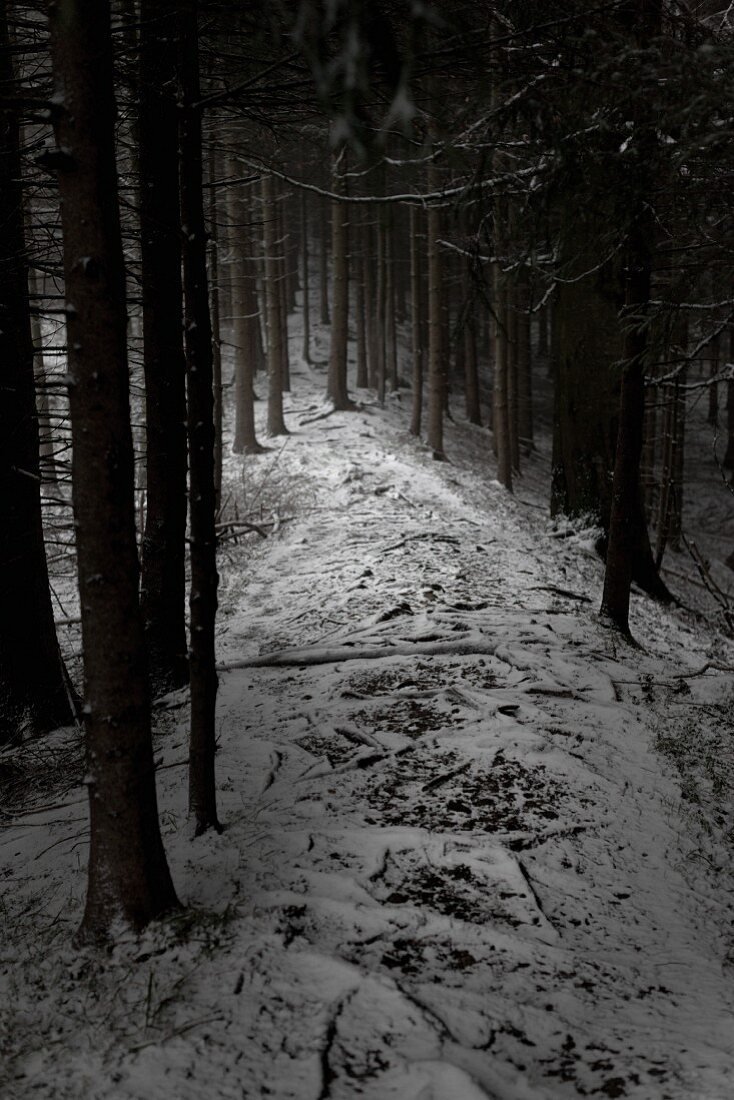 Snowy woodland path leading between bare spruce trunks