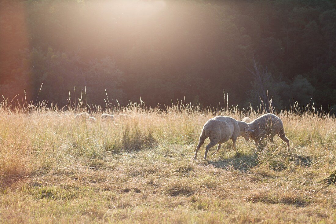 Two sheep butting heads in evening sunlight in summer meadow