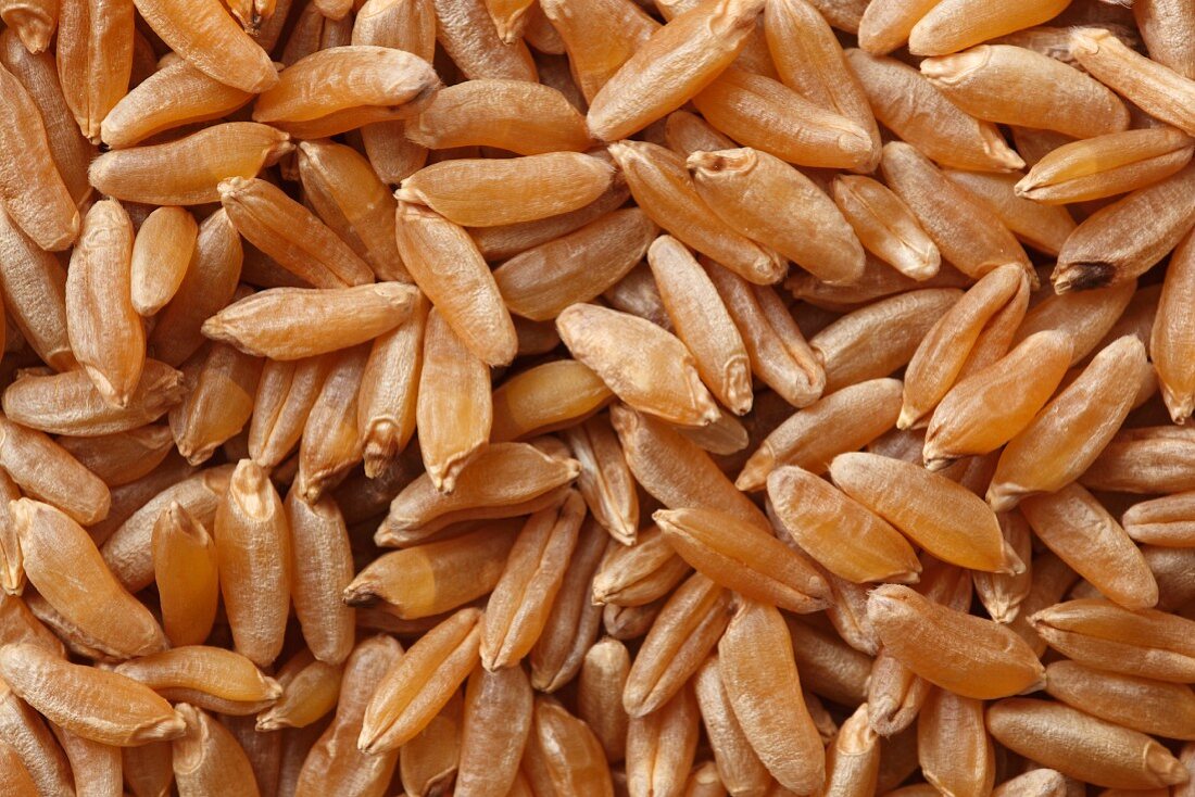 Kamut wheat