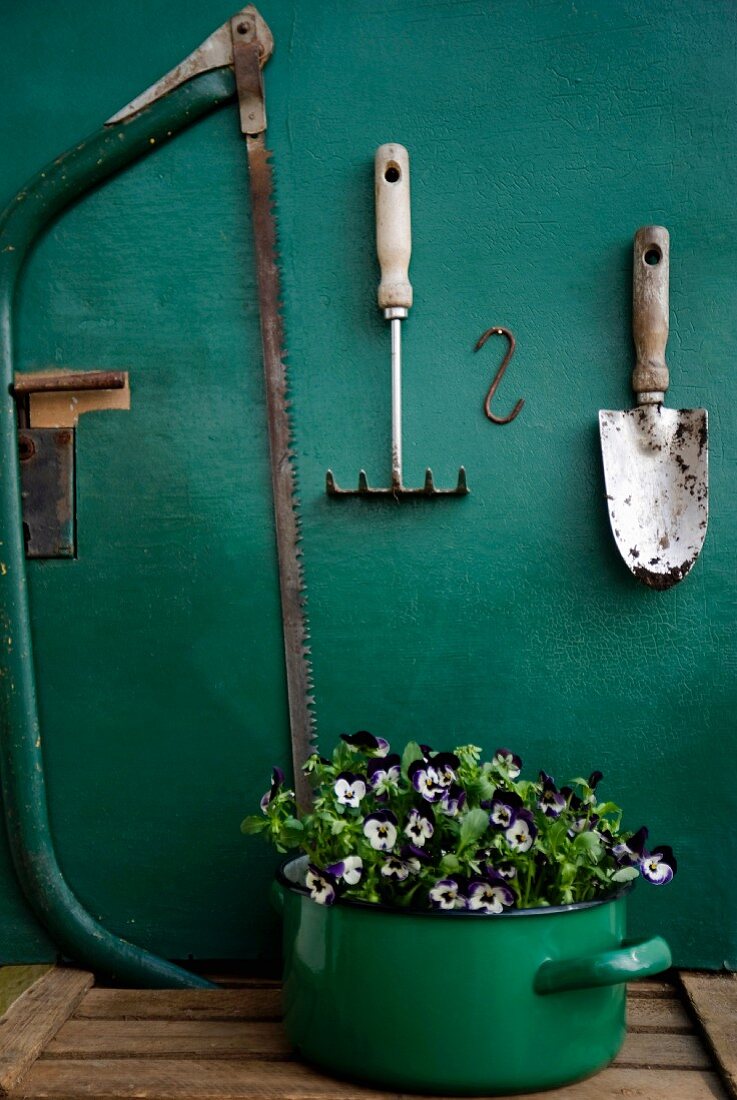 Still-life arrangement of violas in enamel saucepan below trowel, rake & saw on wall