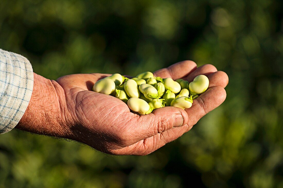A farmer holding freshly harvested broad beans