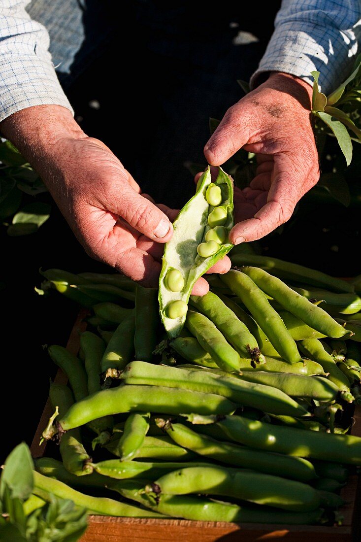 A farmer holding freshly harvested broad beans