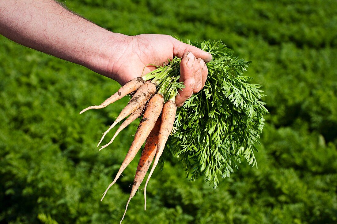 A farmer holding freshly harvested baby carrots