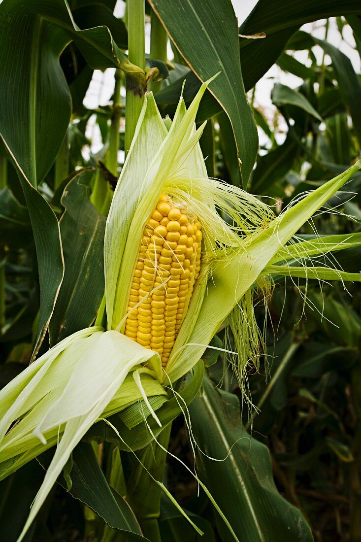 A fresh corn cob in a field