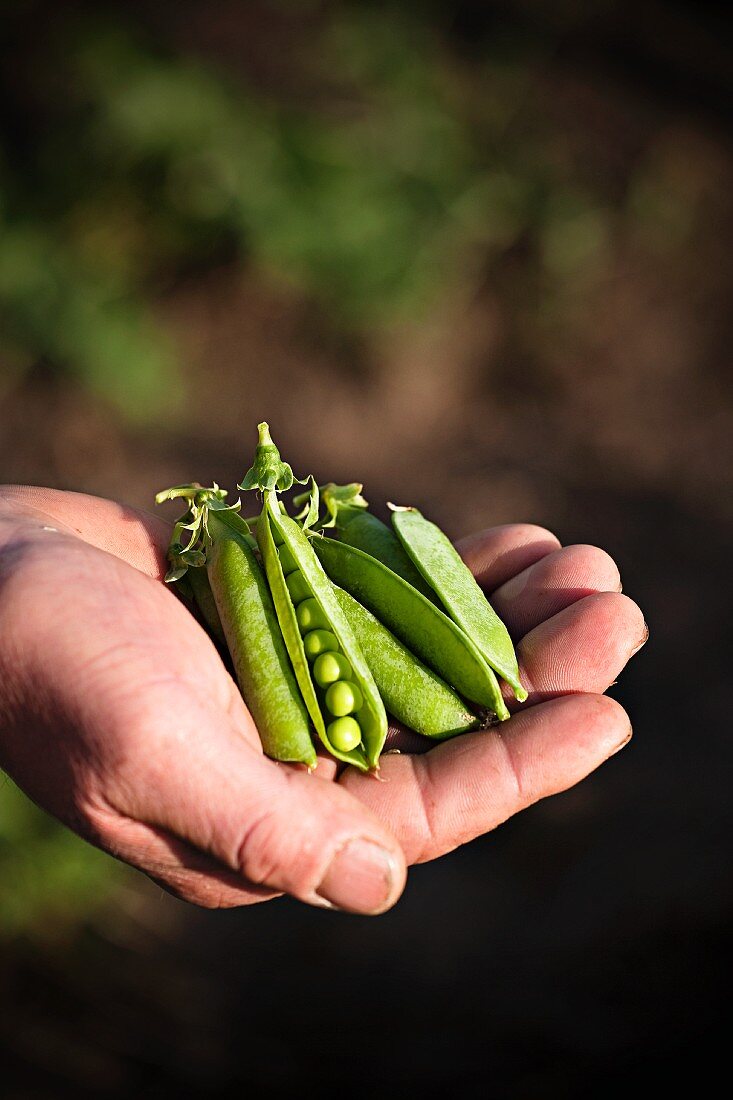 A farmer holding freshly harvested pea pods