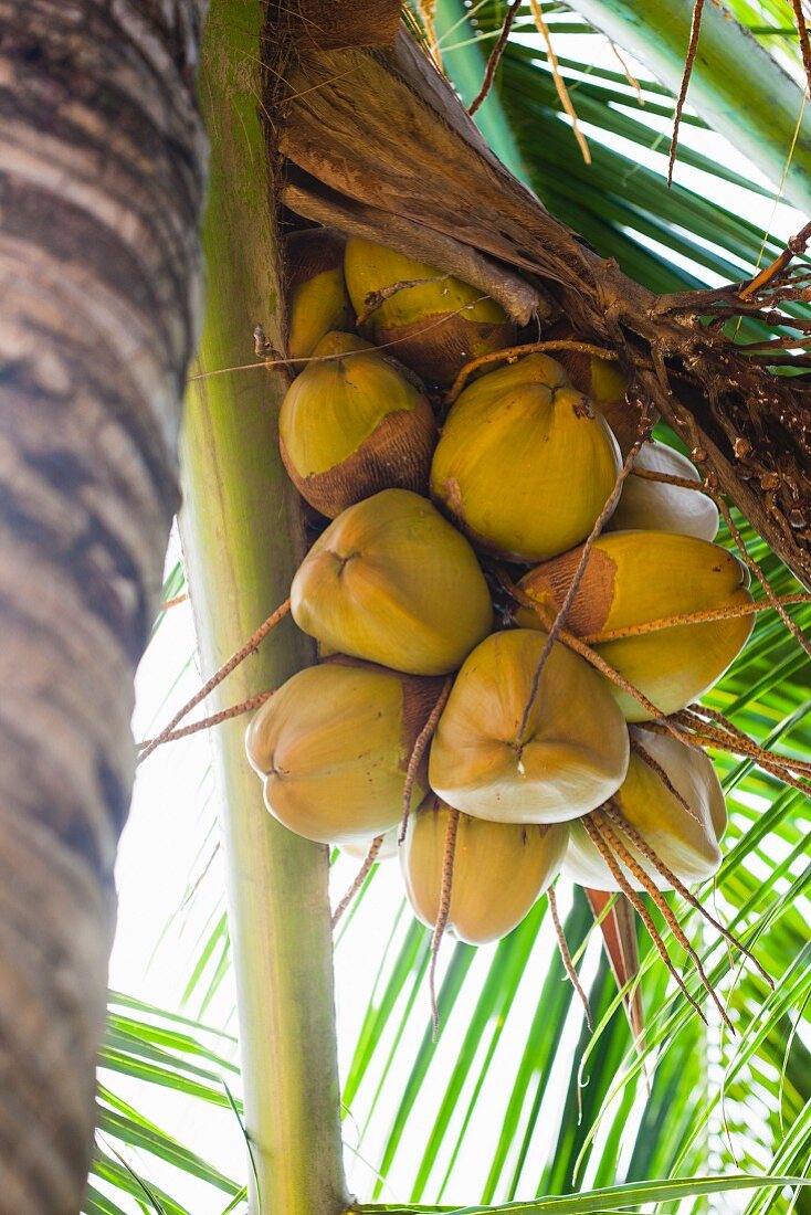 Kokosnüsse auf der Palme