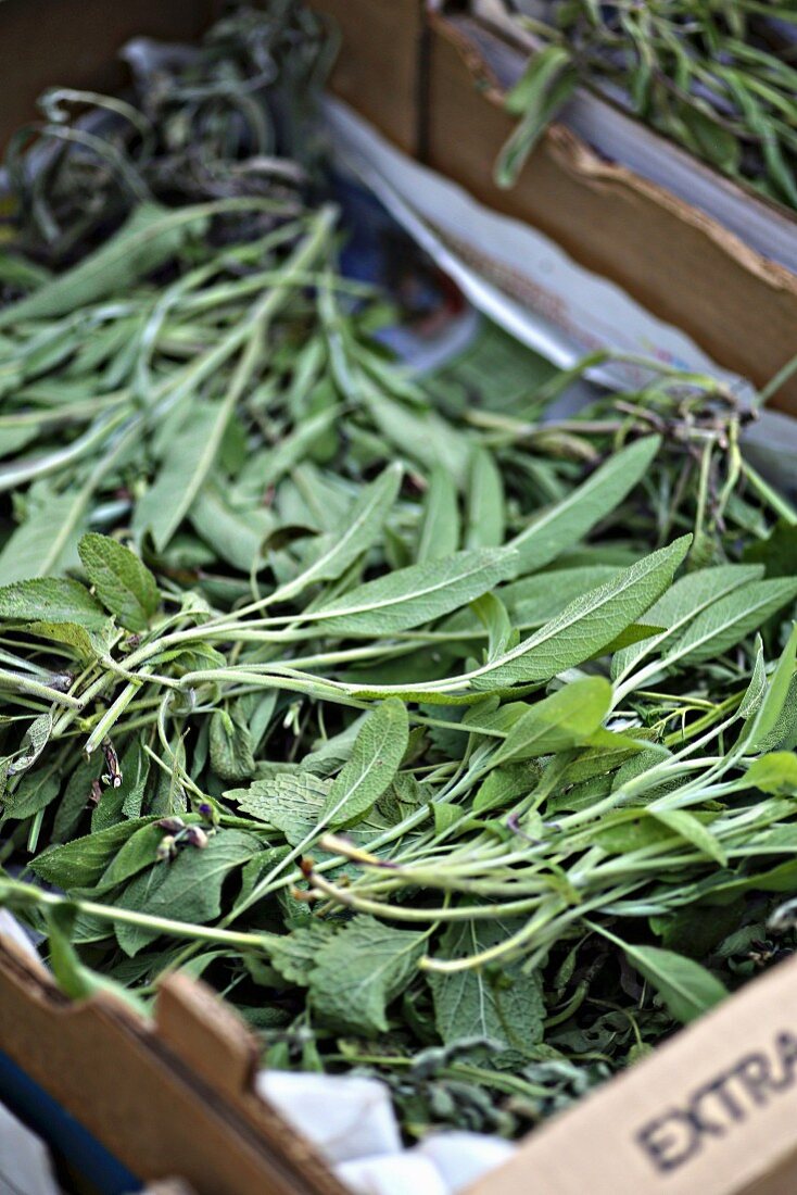 Freshly harvested sage for drying