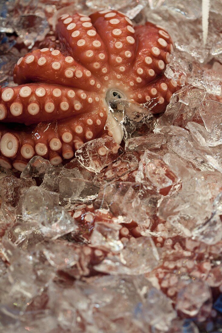 Rohe Tintenfische im Eis auf dem Tsukiji Fischmarkt, Tokio, Japan