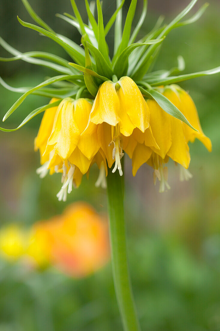 Yellow flowering crown imperial fritillary (Fritillaria imperialis)