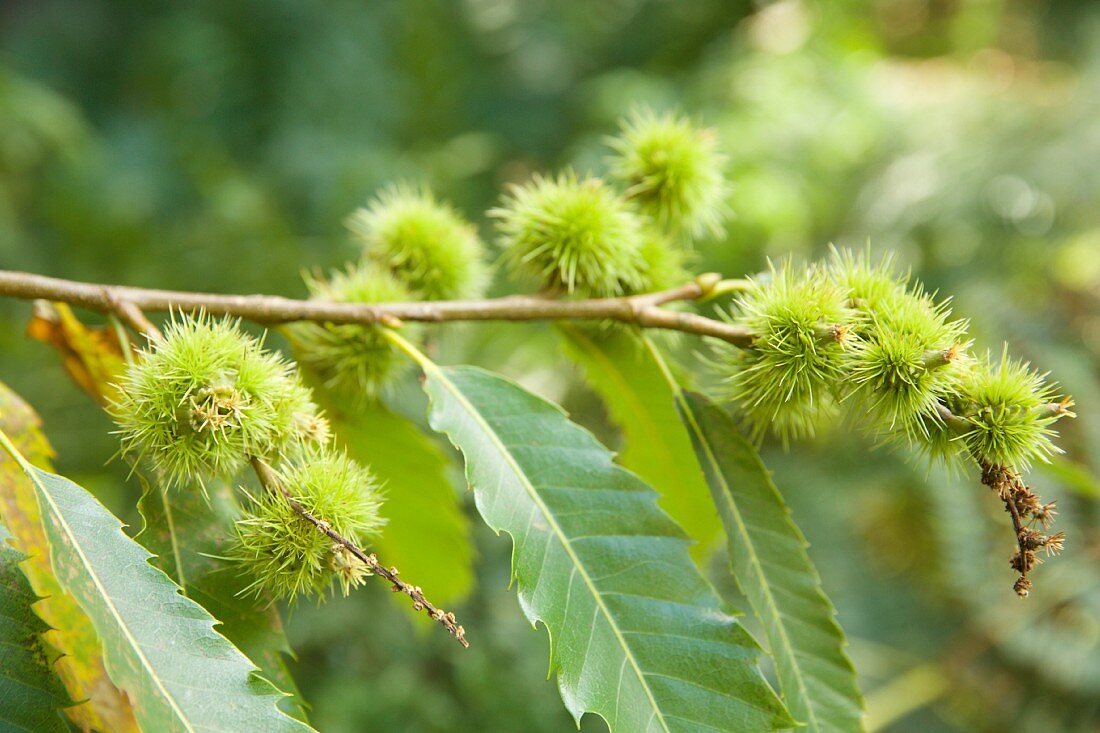 Sweet chestnuts on the tree