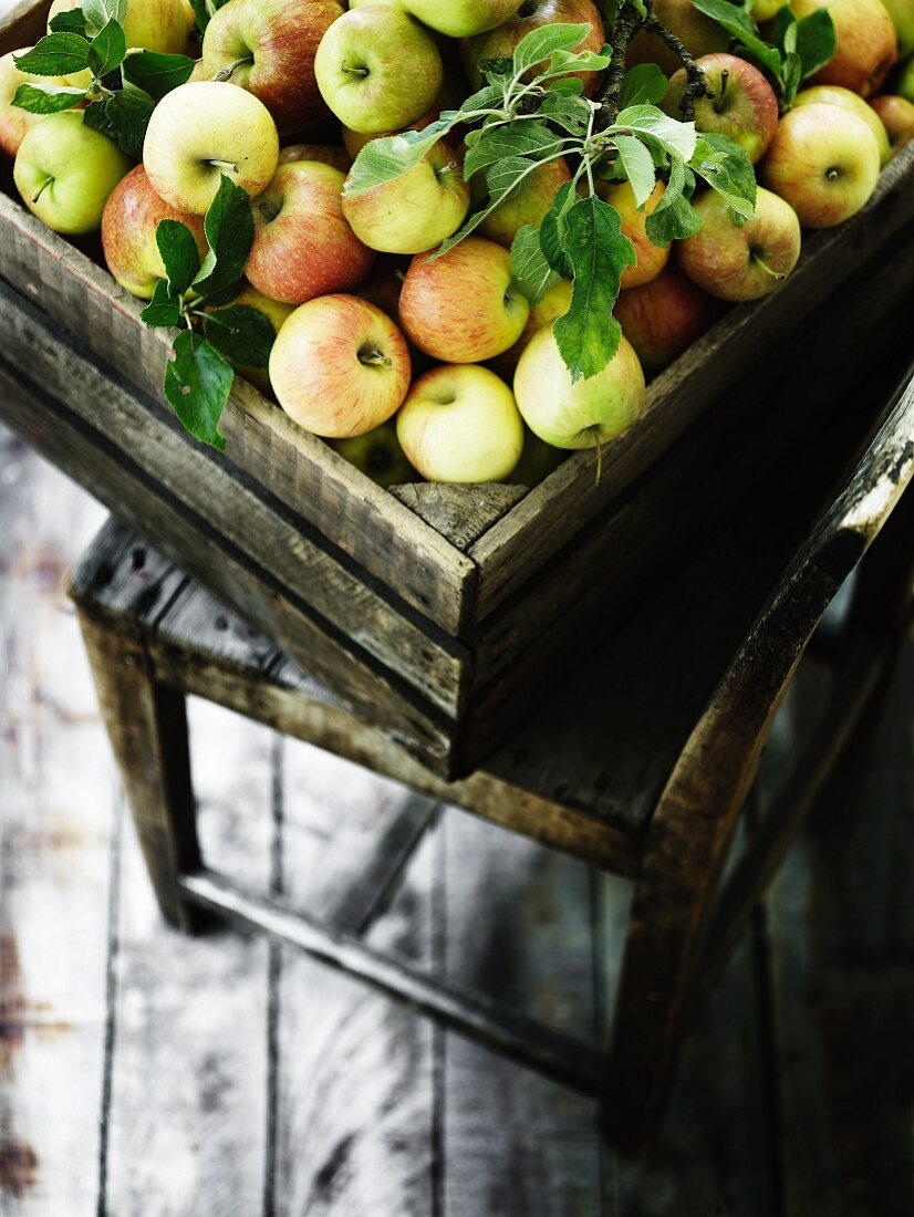 Frisch geerntete Äpfel in einer Holzkiste