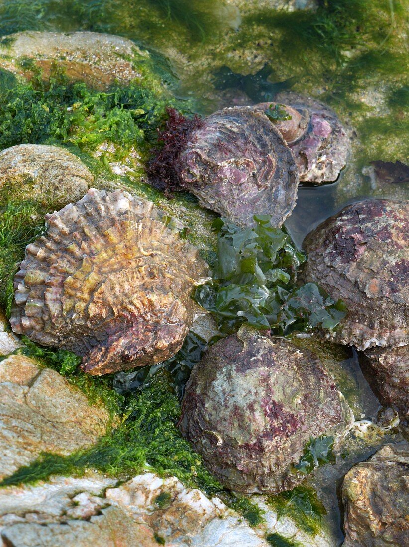 Frische Austern auf Felsen mit Algen
