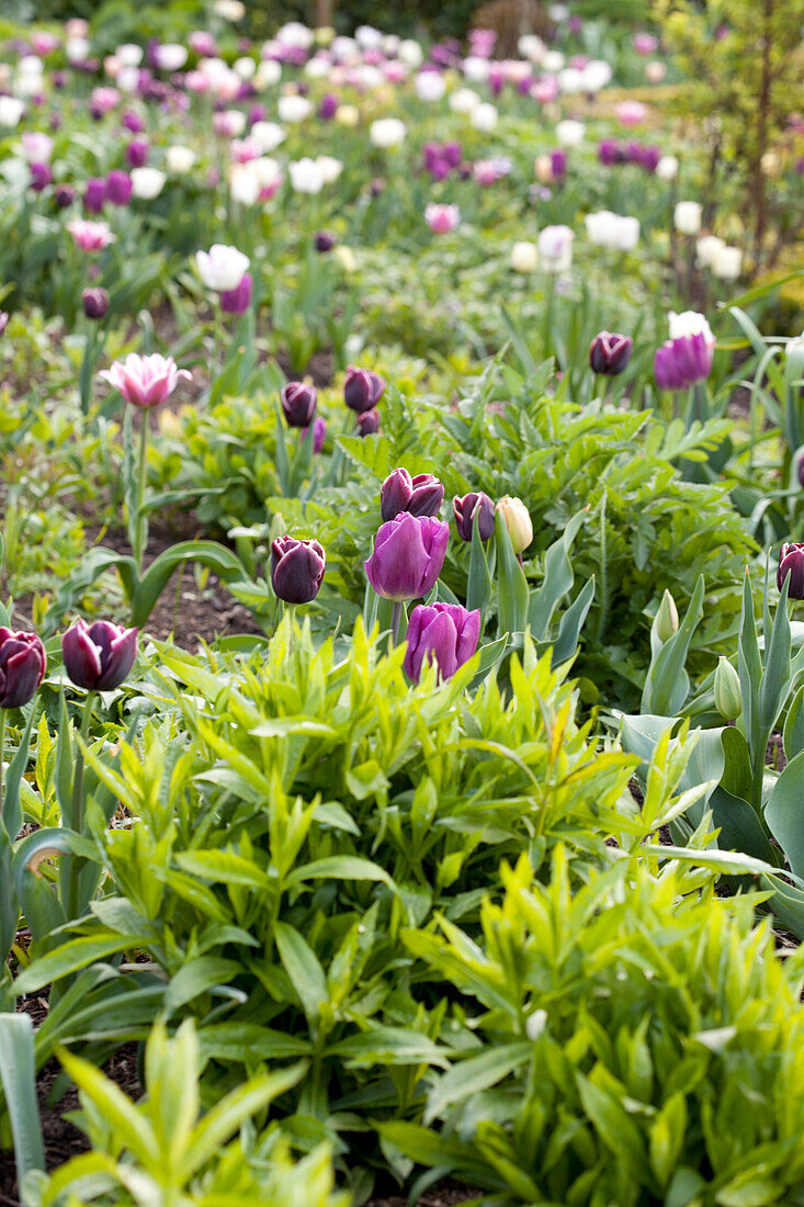 Blumenbeet mit blühenden Tulpen in Violett und Weiß