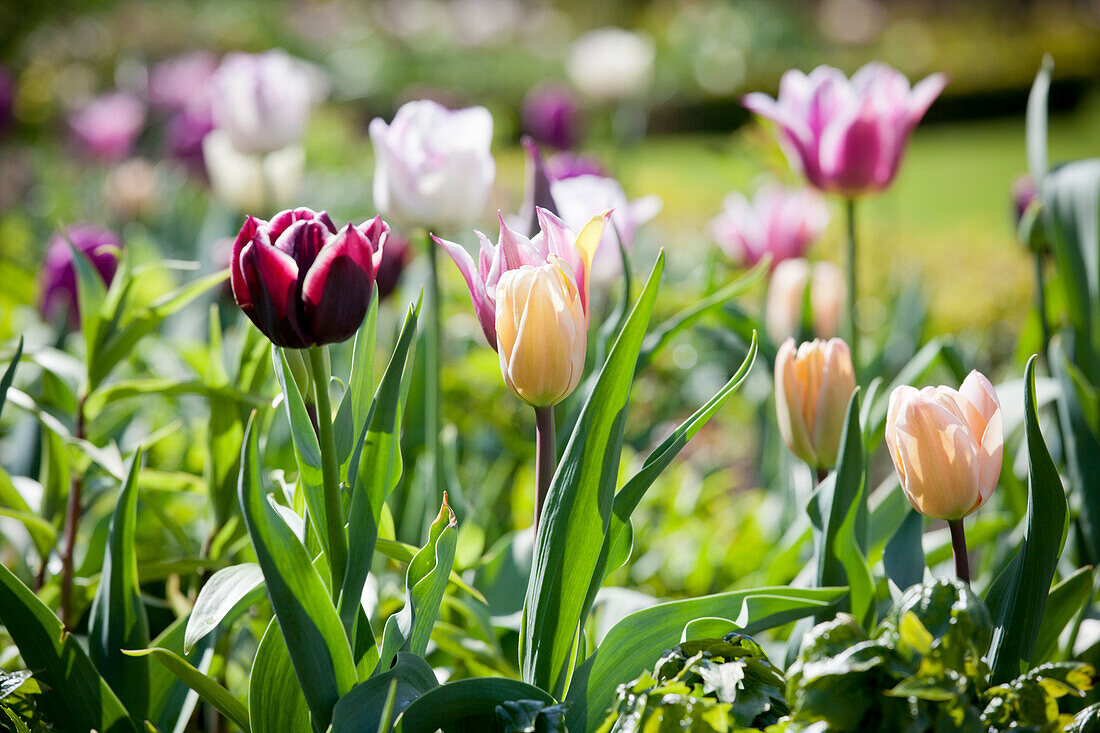 Tulpenbeet mit Blüten in Violett, Gelb und Weiß