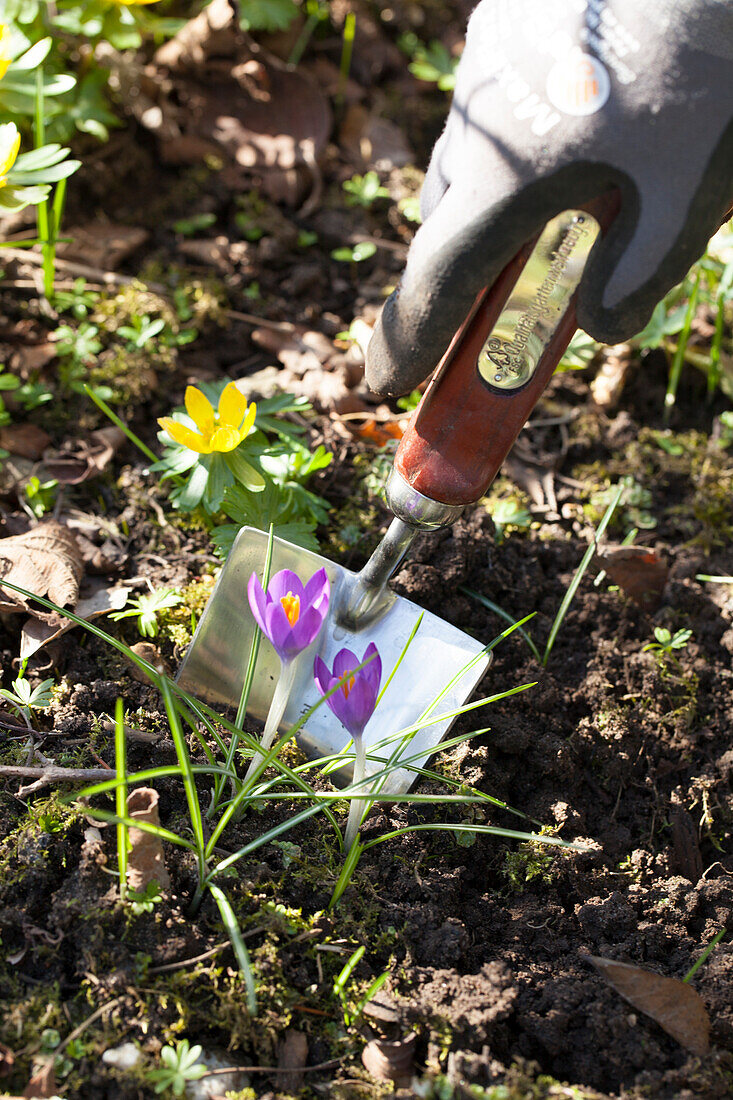 Hand in gardening glove digging with trowel between winter aconites and crocuses