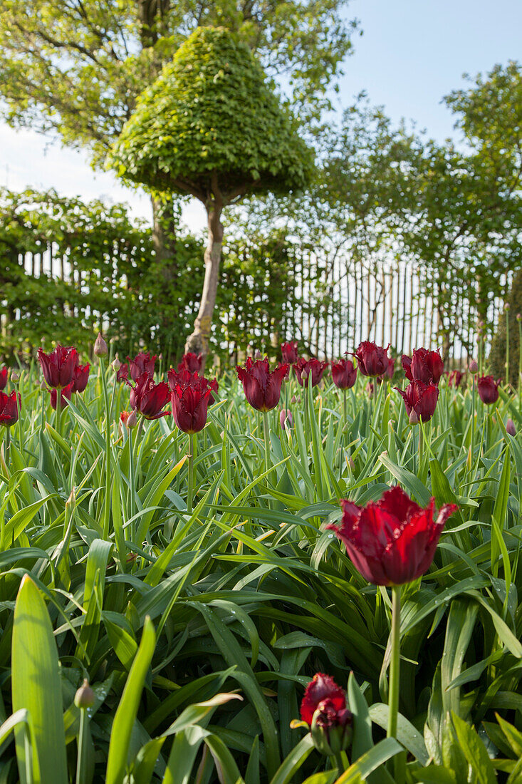 Blick über dunkelrot blühende Tulpen vor geschnittenem Baum und beranktem Zaun