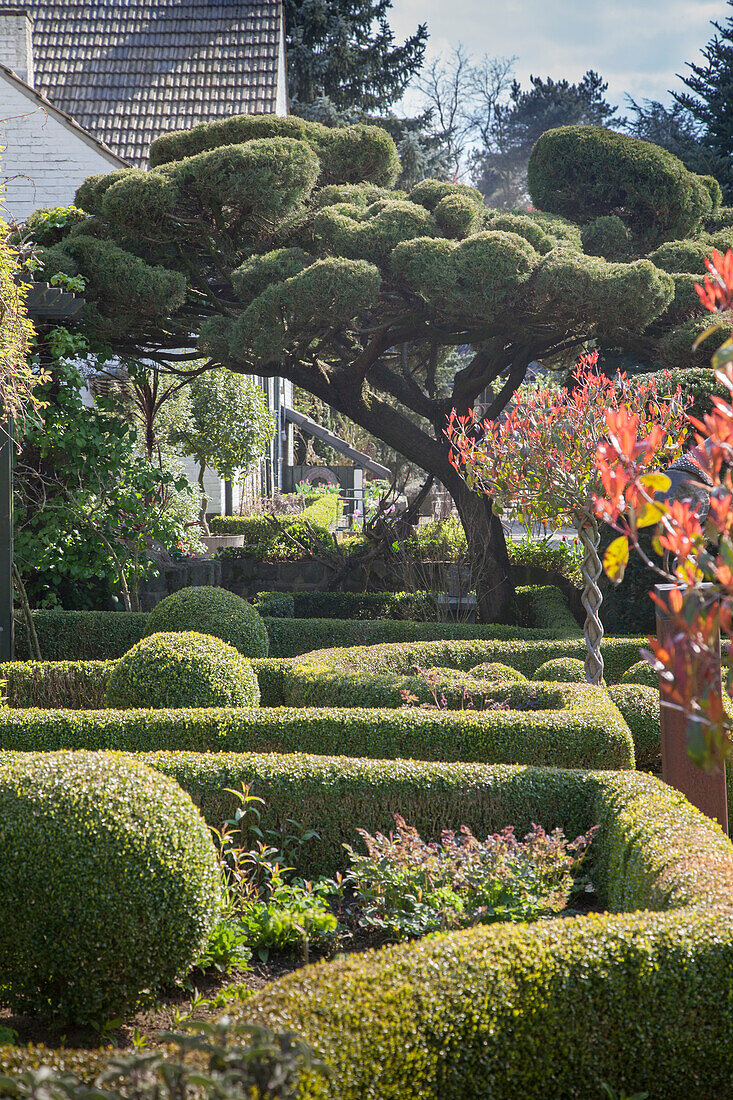 Buchsbaumhecken und Baum mit Formschnitt in gepflegtem Garten