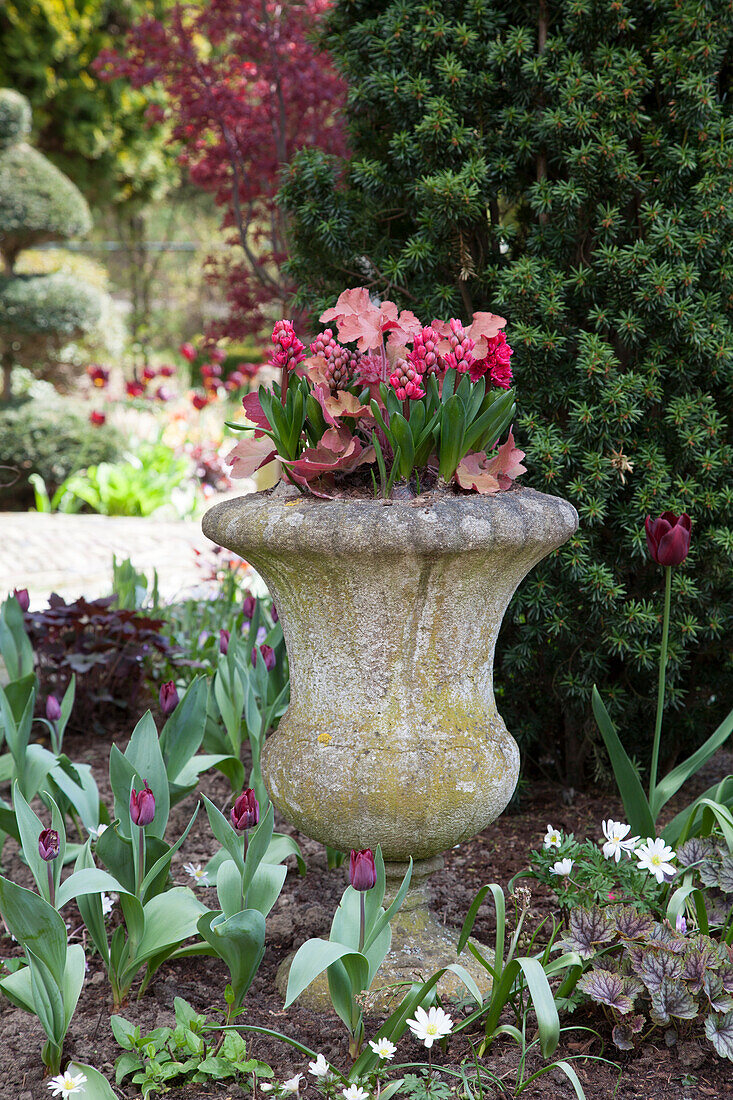 Stone urn planted with spring flowers in flowerbed