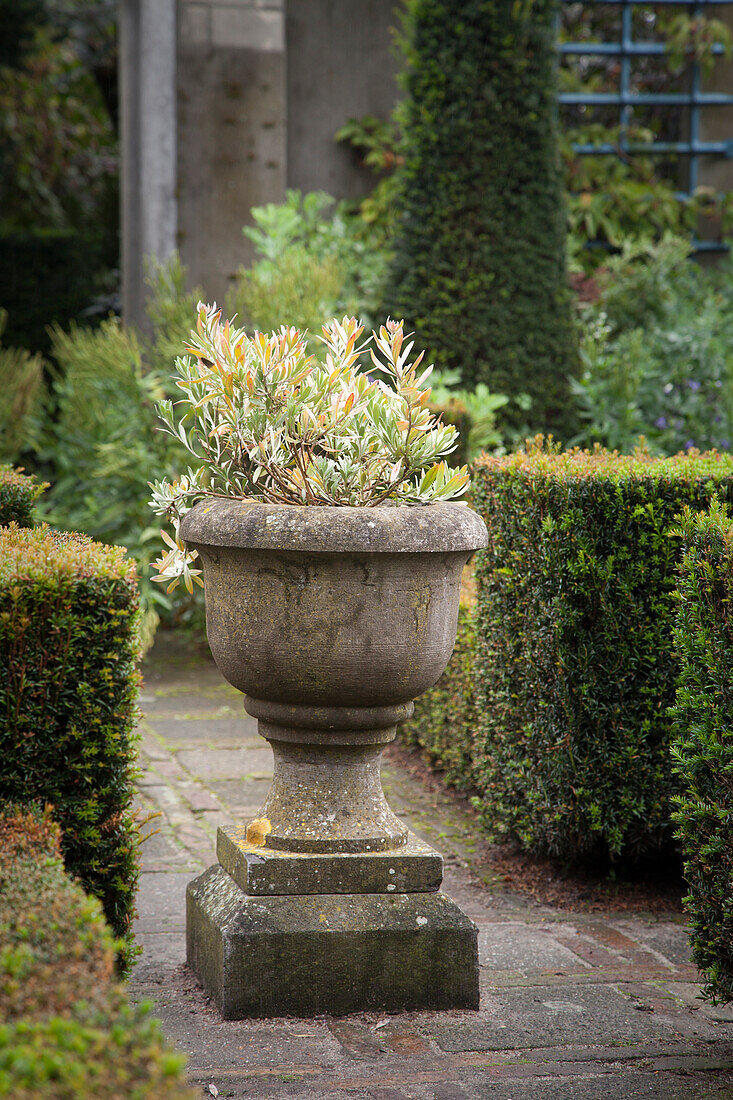 Urn in topiary garden