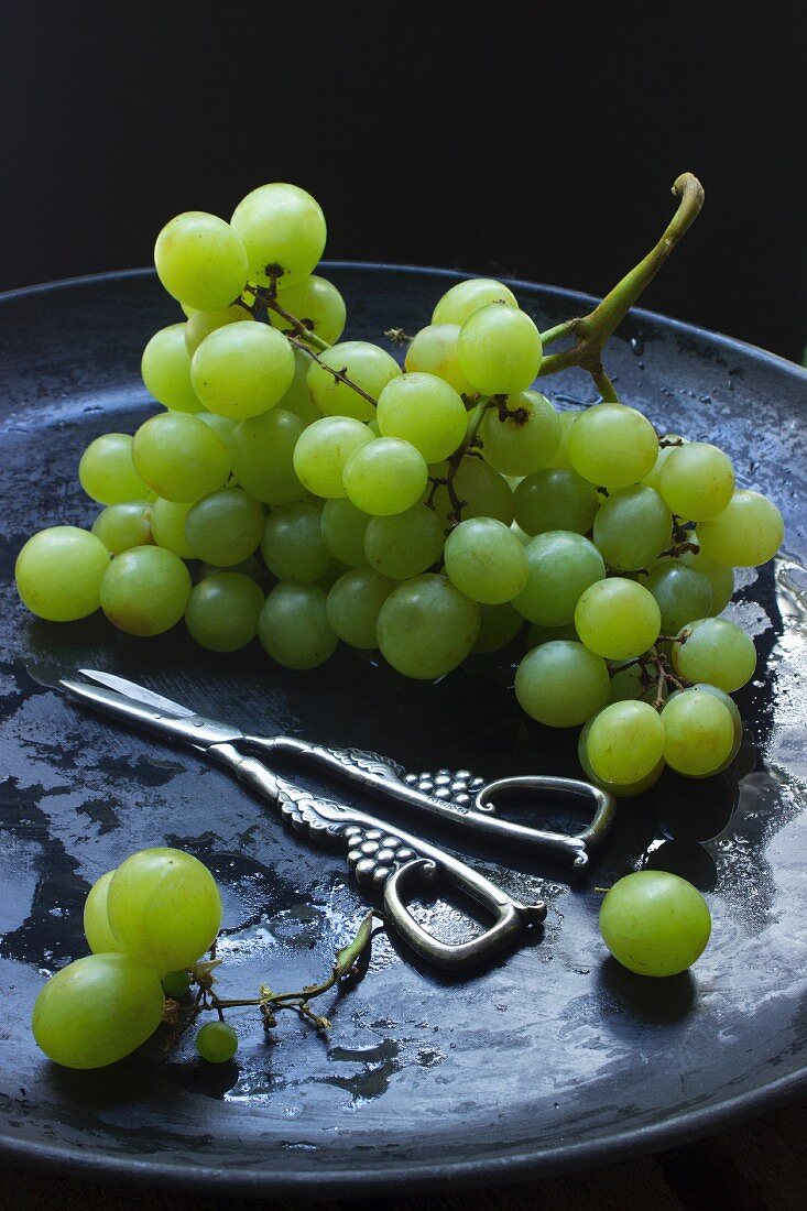 Grüne Weintrauben mit Traubenschere auf schwarzer Schale