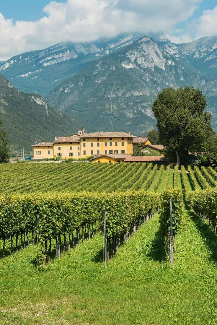 Panoramablick auf das Weingut Tenuta San Leonardo, Borghetto, Italien