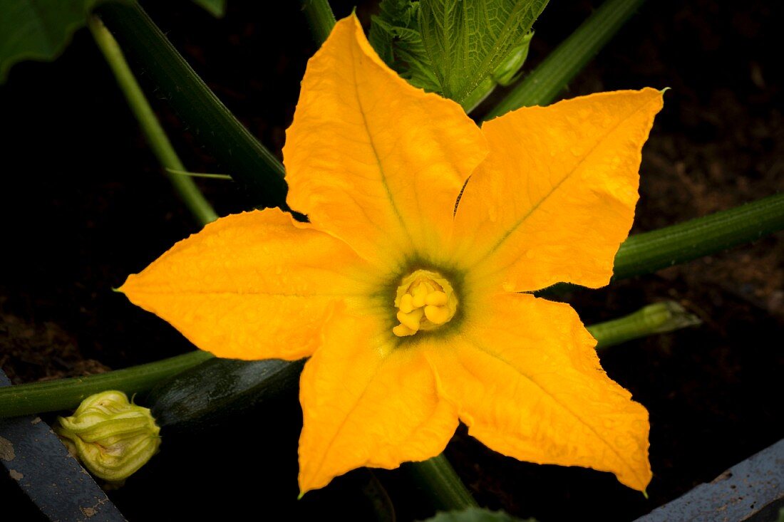 A courgette flower in a vegetable patch