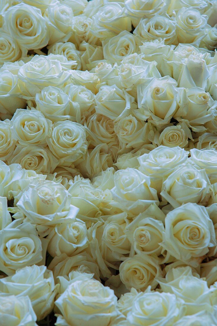 Sea of white roses