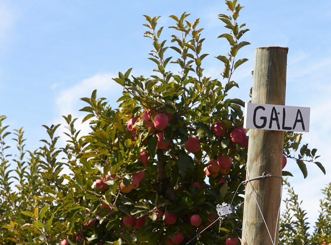 Apfelbaum mit Gala-Äpfeln in einer Apfelplantage