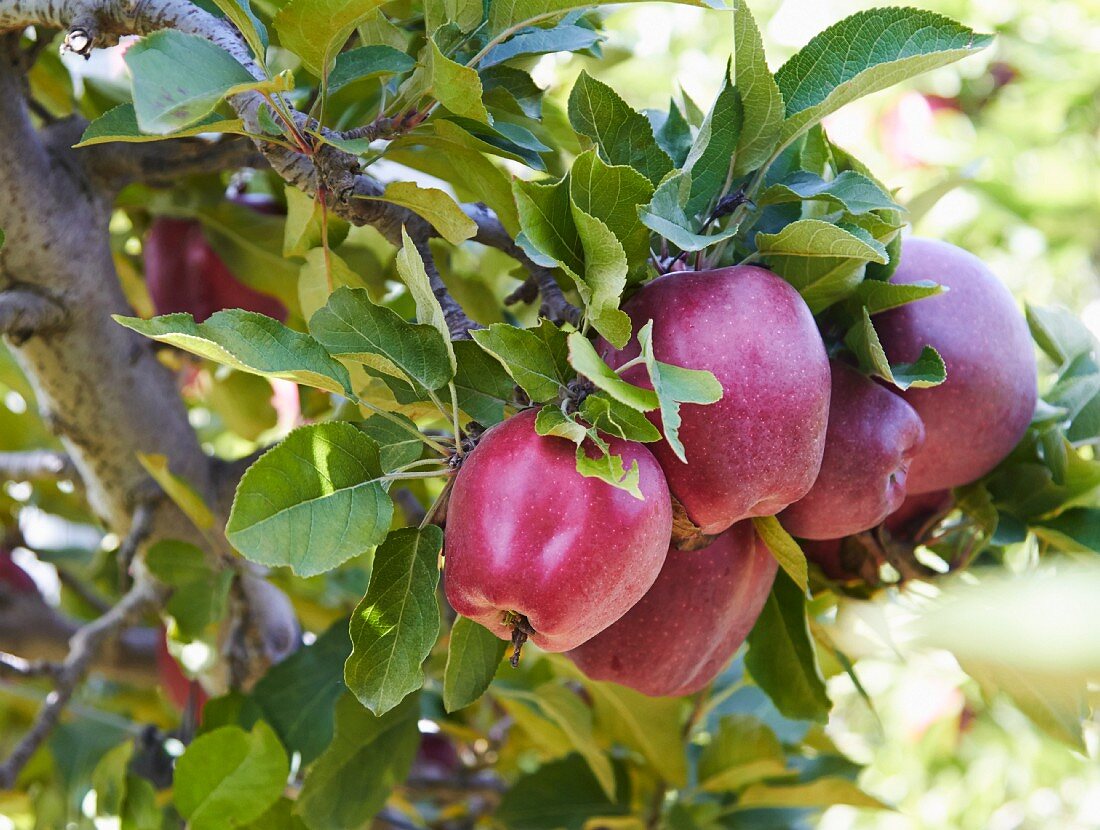 Gala-Äpfel am Baum (Close Up)