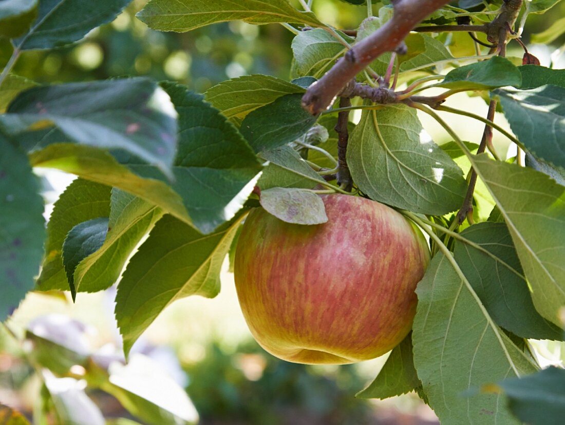 Apfel am Baum (Close Up)