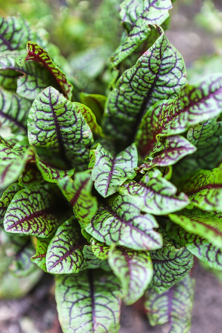 Fresh bloodwort in a raised flowerbed