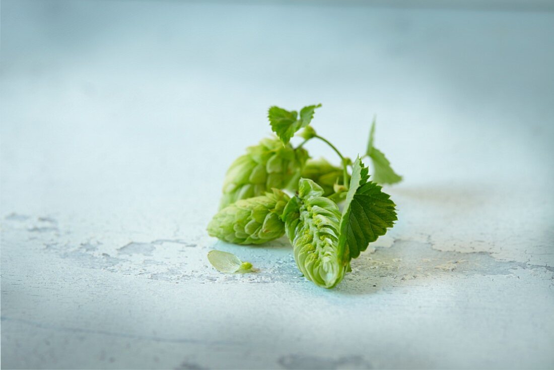 Hop cones with leaves